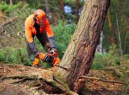 Lawn Maintenance Plans in Santa Nella, CA