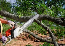 Best Tree Health Inspection  in Santa Nella, CA