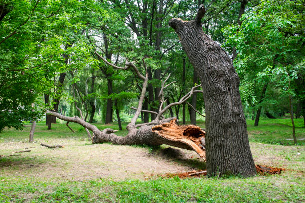 Best Pest Control for Lawns  in Santa Nella, CA