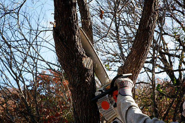 How Our Tree Care Process Works  in  Santa Nella, CA
