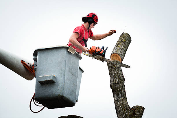 Best Palm Tree Trimming  in Santa Nella, CA