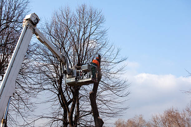 Best Tree Preservation Services  in Santa Nella, CA